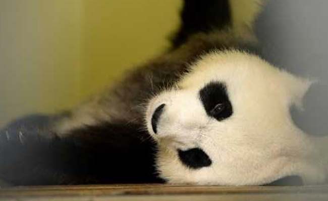 In A First, Panda At French Zoo Is Pregnant. People Are Thrilled