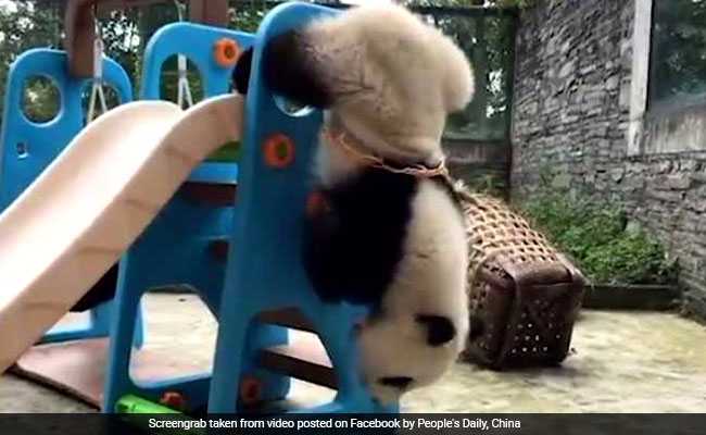 This Panda Doesn't Know How Basketball Hoops Work. The Result Is Adorable