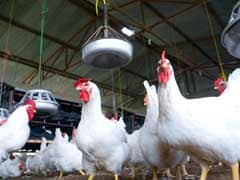 Poultry Farms In India Resemble Superbug Reservoirs, Study Finds