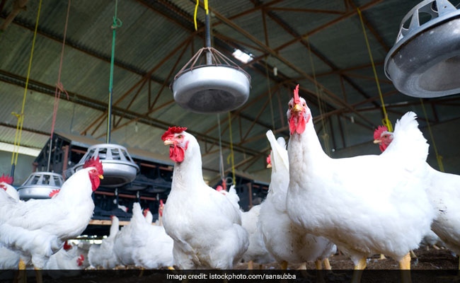 Poultry Farms In India Resemble Superbug Reservoirs, Study Finds