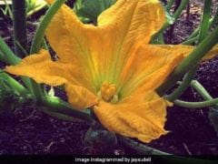 Everything You Need to Know About Pumpkin Flower and Its Culinary Uses