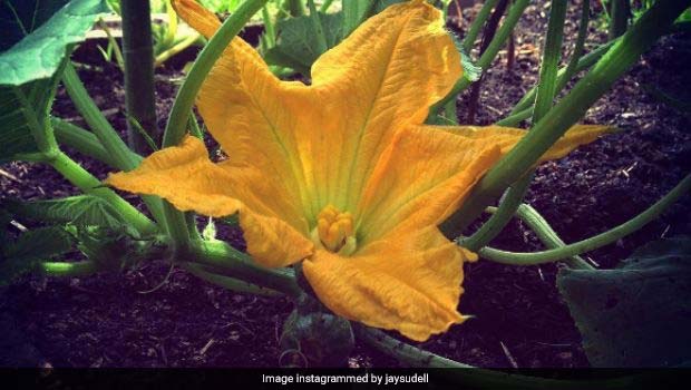Everything You Need to Know About Pumpkin Flower and Its Culinary Uses