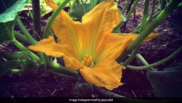 pumpkin flower