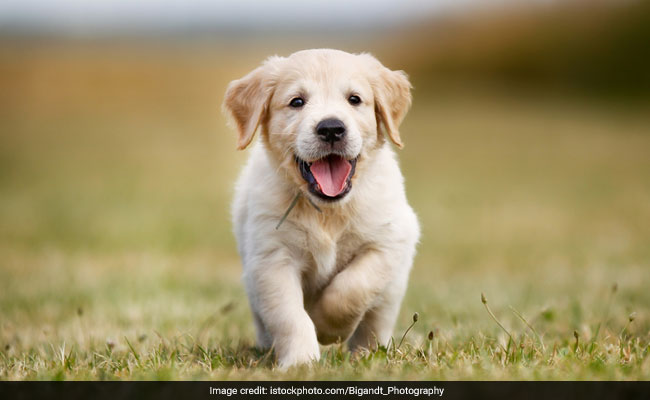 A dog store man's best friend