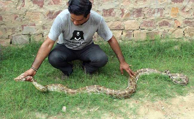 8-Foot Python Spotted Inside Air Force Plane In Agra. How It Was Rescued