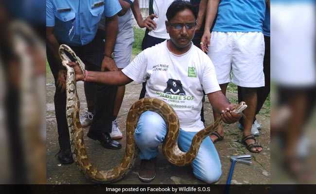 7-Foot-Long Python Rescued From Air Force Station In Delhi