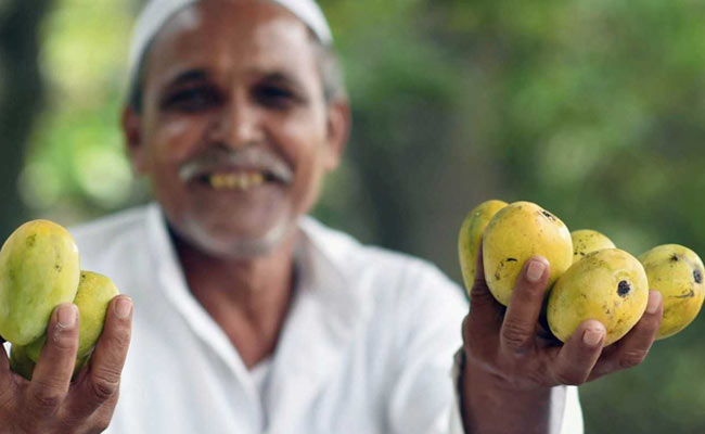 Why India, Pakistan Stake Claim To Rataul Mango's Luscious Legacy