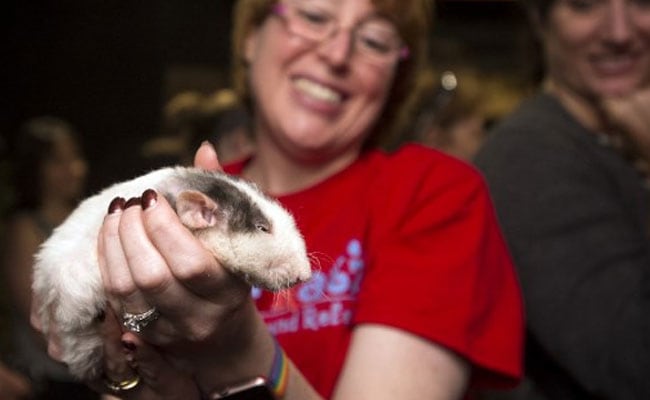 At The Rat Cafe, You Dine As Rodents Run Free. Only For $50