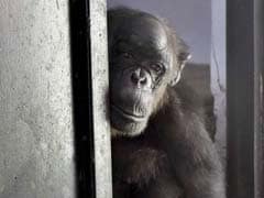 India's Oldest Chimpanzee Dies At Zoo In Delhi