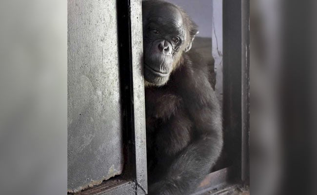 Delhi Zoo Installs TV For Visitors To See Country's Oldest Chimpanzee