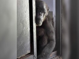 'Grand' Birthday Bash Planned For Delhi Zoo's Oldest Resident 'Grand' Birthday Bash Planned For Delhi Zoo's Oldest Resident