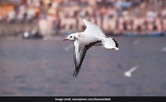 Animal Ban For Woman Who Walked A Seagull In The UK