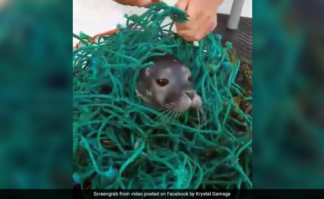 Watch: How Baby Seal Tangled In Stray Fishing Net Was Rescued