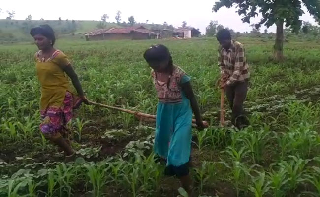 In State That Pioneered 'Beti Bachao', Farmer's Daughters Plough Fields