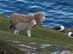 Bear Chases Hundreds Of Sheep Off A Cliff In France