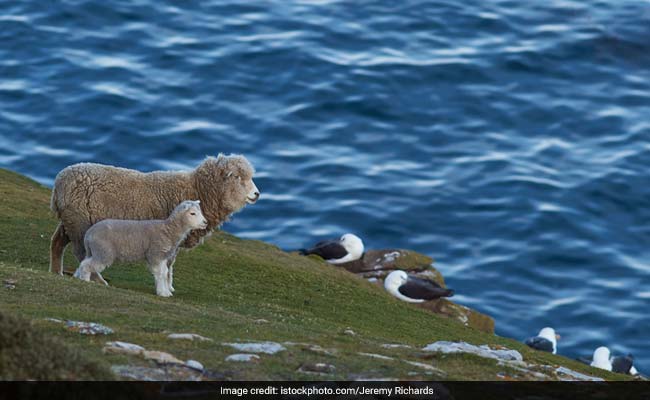 Bear Chases Hundreds Of Sheep Off A Cliff In France