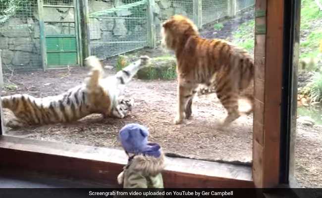 जब बाघ ने की बाघि‍न की नींद तोड़ने की गुस्ताखी, देखते ही देखते वायरल हो गया वीडियो...