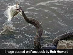 Snake Comes Out Of Water, Snatches Fisherman's Catch. See Pics