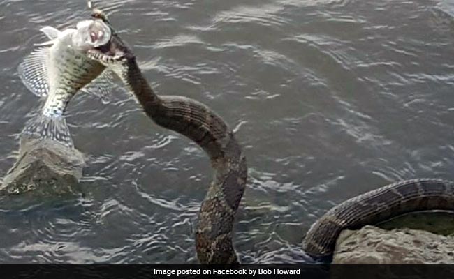 Snake Comes Out Of Water, Snatches Fisherman's Catch. See Pics