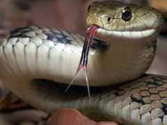 Nepali Teen, Banished For Having Her Period, Dies Of Snakebite