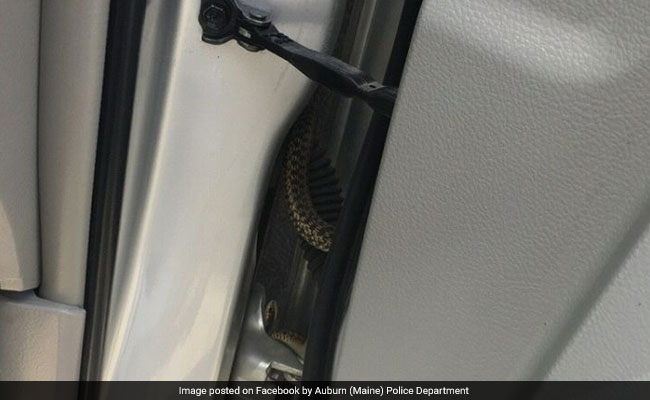 'Would Rather Burn Car Than Touch Snake,' Distressed Caller Tells Cops