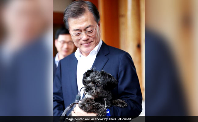 Rescued From Meat Farm, Tory Is Now South Korea's 'First Dog'