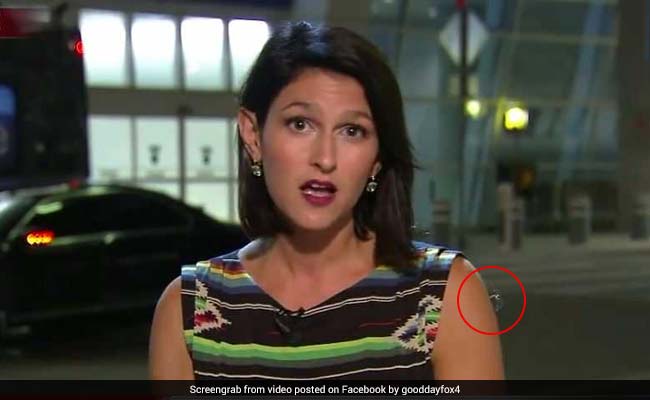 Spider Crawls On Reporter's Arm On Live TV. She Doesn't Even Notice It