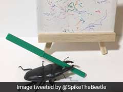 This Beetle Loves To Draw. His Art Is Selling For Hundreds Of Dollars