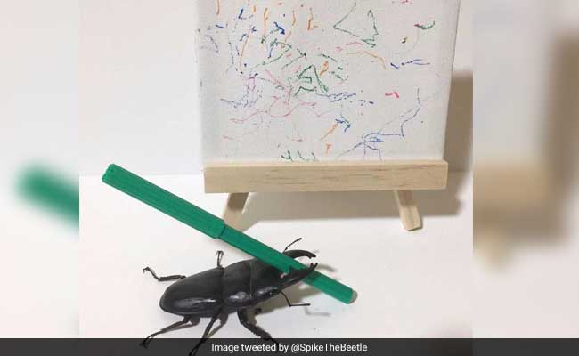 This Beetle Loves To Draw. His Art Is Selling For Hundreds Of Dollars