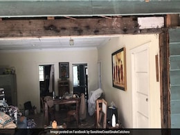 वायरल तस्वीर : क्या आप इस तस्वीर में छिपे सांपों को तलाश कर सकते हैं...? वायरल तस्वीर : क्या आप इस तस्वीर में छिपे सांपों को तलाश कर सकते हैं...?