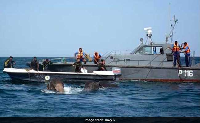 How A Navy Used Divers, Ropes To Rescue 2 Elephants Washed Out To Sea