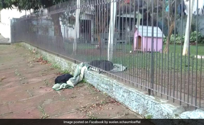 Puppy Shares Blanket With Stray Dog, Heartwarming Pic Is Viral