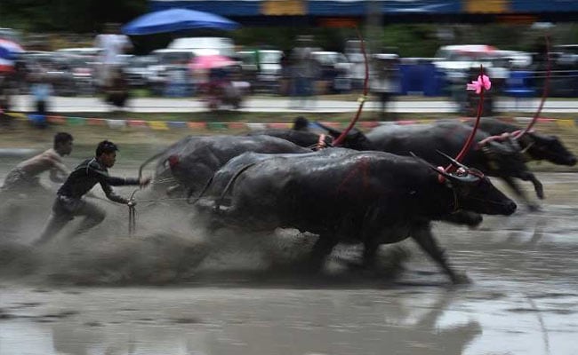 Mud Baths And Faceplants, Bulls Run Thai Style