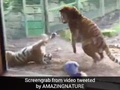 Watch: This Grumpy Tiger's Reaction To Being Woken Up Is Viral Again