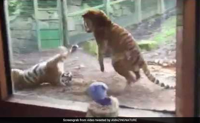 Watch: This Grumpy Tiger's Reaction To Being Woken Up Is Viral Again