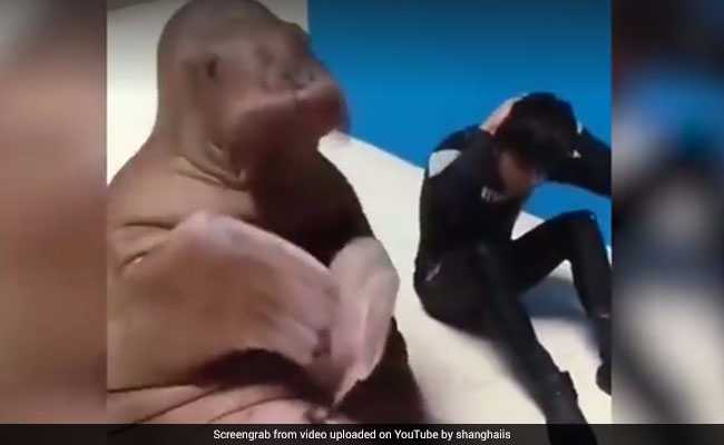 इस जानवर को योग करता देख लें तो बाबा रामदेव भी हो जाएंगे नतमस्तक