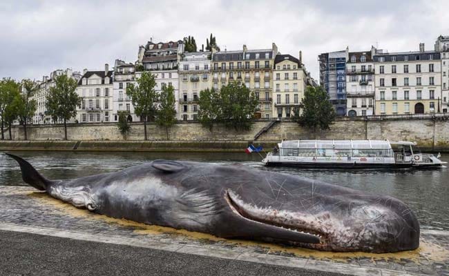 How A Whale Ended Up On The Banks Of River Seine In Paris