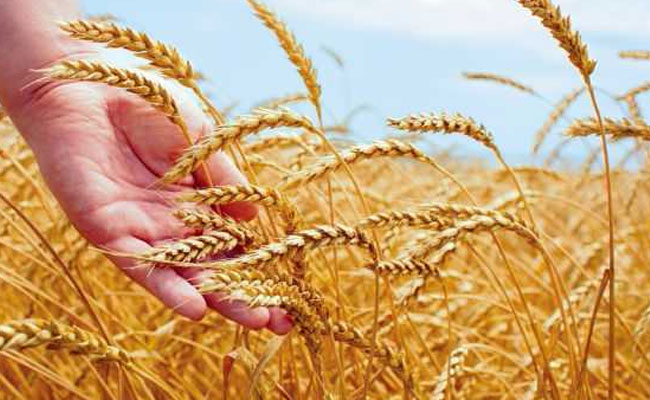 हुआ रिकॉर्ड उत्पादन, फिर भी है अनाज की कमी की चिंता