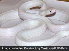 Rare White Snake Found In Australia. See Pics Here