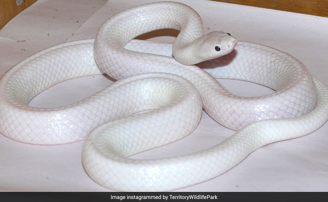 Rare White Snake Found In Australia. See Pics Here