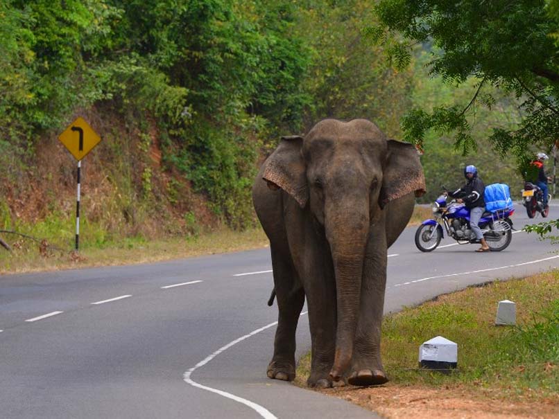 Wild Elephant Dies After Falling Into Septic Tank In Kerala