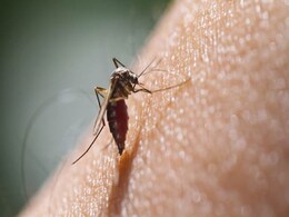 Zika Vaccine Shows Promise In Early Human Trial Zika Vaccine Shows Promise In Early Human Trial