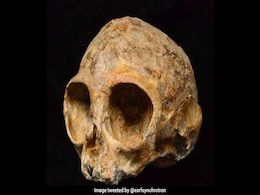 Meet Alesi, Our 13-Million-Year-Old Ancestor Meet Alesi, Our 13-Million-Year-Old Ancestor