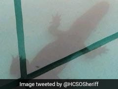 Eight Foot Alligator Found Taking A Dip In Family's Pool, Rescued