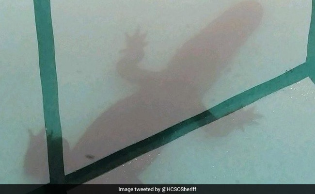 Eight Foot Alligator Found Taking A Dip In Family's Pool, Rescued