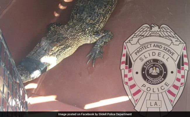 He Drove Past An Alligator And Took It Home. Then Called 911 For Help