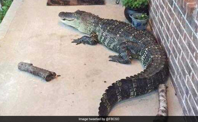 Woman Films Flooded Backyard. Finds Two Alligators Swimming Outside