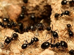 5 Natural Ant Repellents that Will Surely Help You Get Rid of Ants 5 Natural Ant Repellents that Will Surely Help You Get Rid of Ants