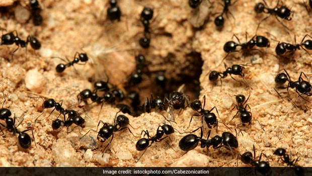 5 Natural Ant Repellents That Will Surely Help You Get Rid Of Ants Ndtv Food