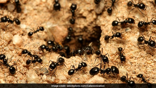5 Natural Ant Repellents that Will Surely Help You Get Rid of Ants